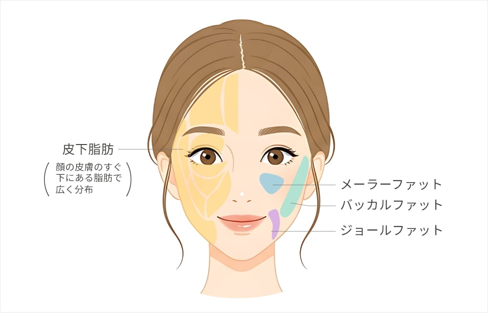 顔の皮下脂肪と脂肪組織の部位を示すイラスト